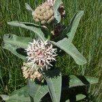 Asclepias speciosa Hoja