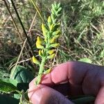 Crotalaria mitchellii Цветок