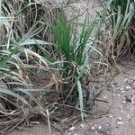 Carex canescens Leaf