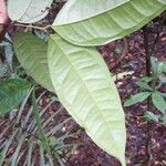 Eugenia coffeifolia Liść