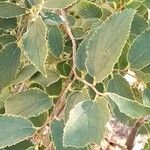Celtis africana Folio