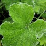 Pelargonium tomentosum Blatt