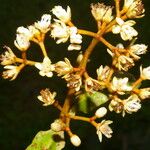 Vismia macrophylla Alkat (teljes növény)