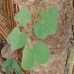 Bauhinia tomentosa Foglia