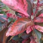 Acalypha wilkesiana Folla