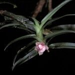 Dichaea panamensis Flower
