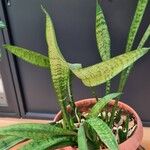Dracaena hyacinthoides List