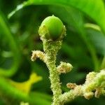 Solanum umbellatum Fruit