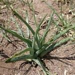 Ledebouria revoluta Лист