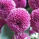 Chrysanthemum indicum Květ