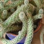 Mammillaria elongata Ліст