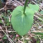 Doronicum columnae Hoja
