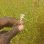 Spermacoce filifoliaLapas