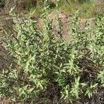 Phlomis cretica Habit