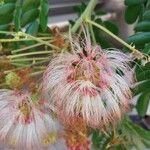 Albizia lebbeck Flower