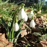 Galanthus nivalis Habitus