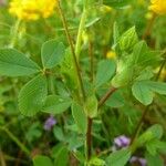Trifolium velenovskyi Hoja