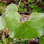 Petasites paradoxus Blatt