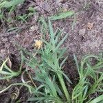 Plantago coronopus Feuille