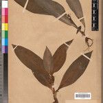 Coleotrype lutea Otro
