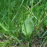 Ophioglossum vulgatum Liść