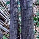 Pyrostegia venusta 树皮