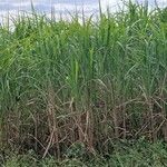 Miscanthus × longiberbis Habit