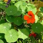 Tropaeolum majus 葉