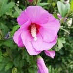 Hibiscus syriacus Flor