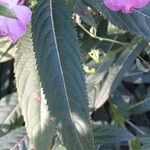 Impatiens glandulifera Blad