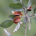 Combretum collinum Fruit