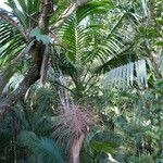 Prestoea acuminata Hábito