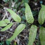 Bolbitis gemmifer Leaf