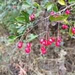 Crataegus monogynaVrucht