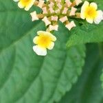 Lantana canescens Цвят