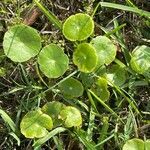 Hydrocotyle americana 葉