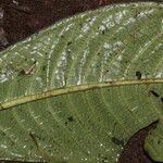 Psychotria rubescens Leaf