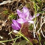 Gentianella germanica Flor