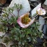 Ranunculus glacialisBlomst