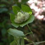 Dalechampia cissifolia Fruit