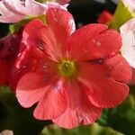 Primula obconica പുഷ്പം