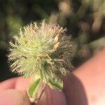 Trifolium cherleri Blomma