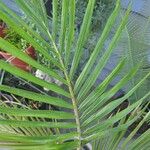 Phoenix reclinata Leaf