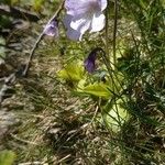 Pinguicula corsica Λουλούδι