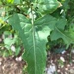 Sisymbrium erysimoides Leaf