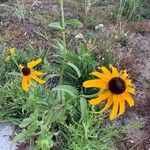 Rudbeckia hirtaLorea