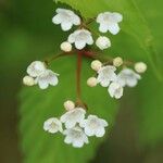 Viburnum phlebotrichum Цветок