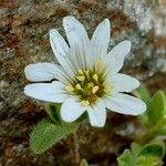 Cerastium uniflorum Квітка