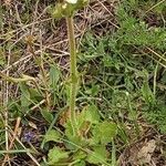 Saxifraga bulbifera Floro
