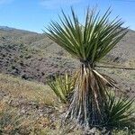 Yucca schidigera Frunză